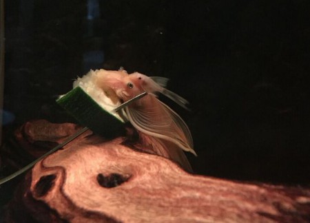 Ancistrus L144 Longfin Mama & Jong op Courgette